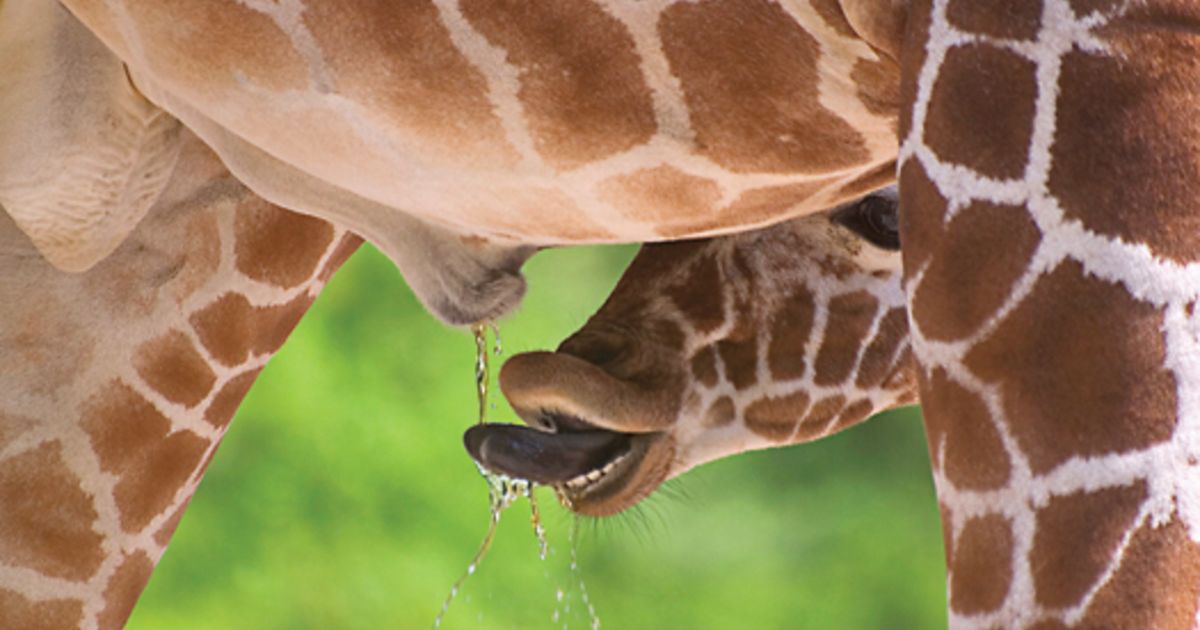 Drinking piss milking seed from bear