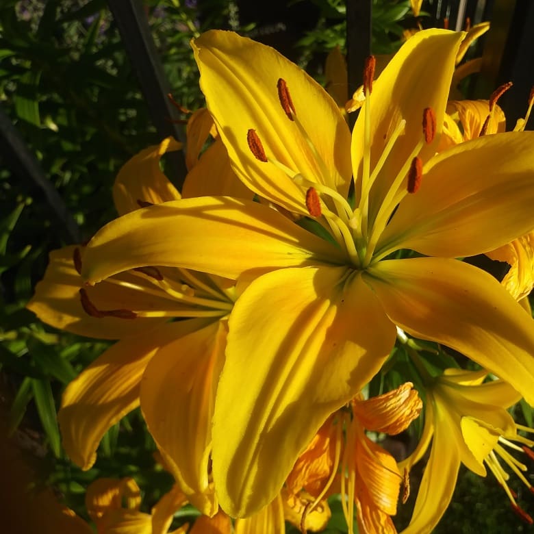 summer lily last years photo.jpg