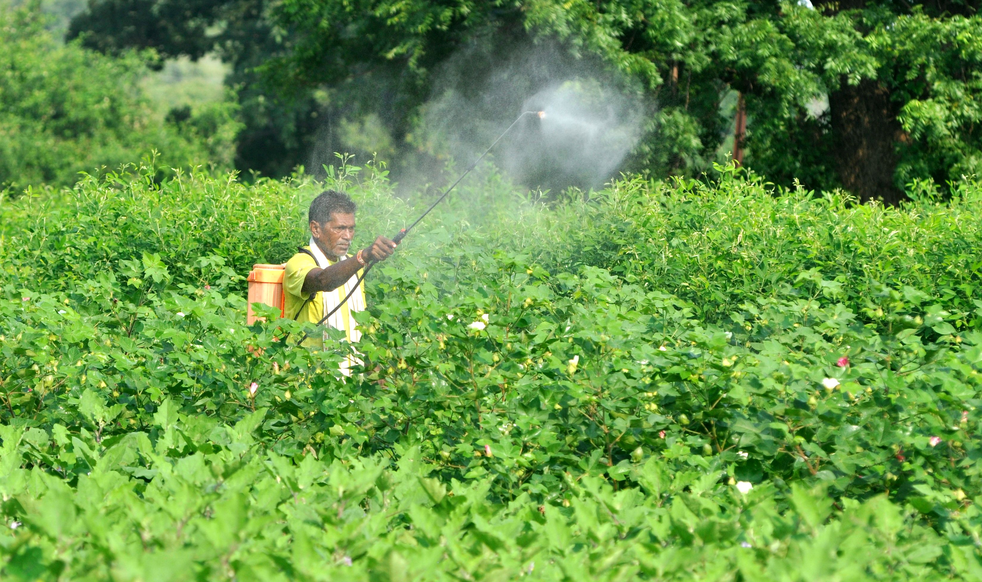 Испытания пестицидов. Пестициды. Пестициды в хлопках. Овощи обработанная пестицидами. Пестициды и пчелы.
