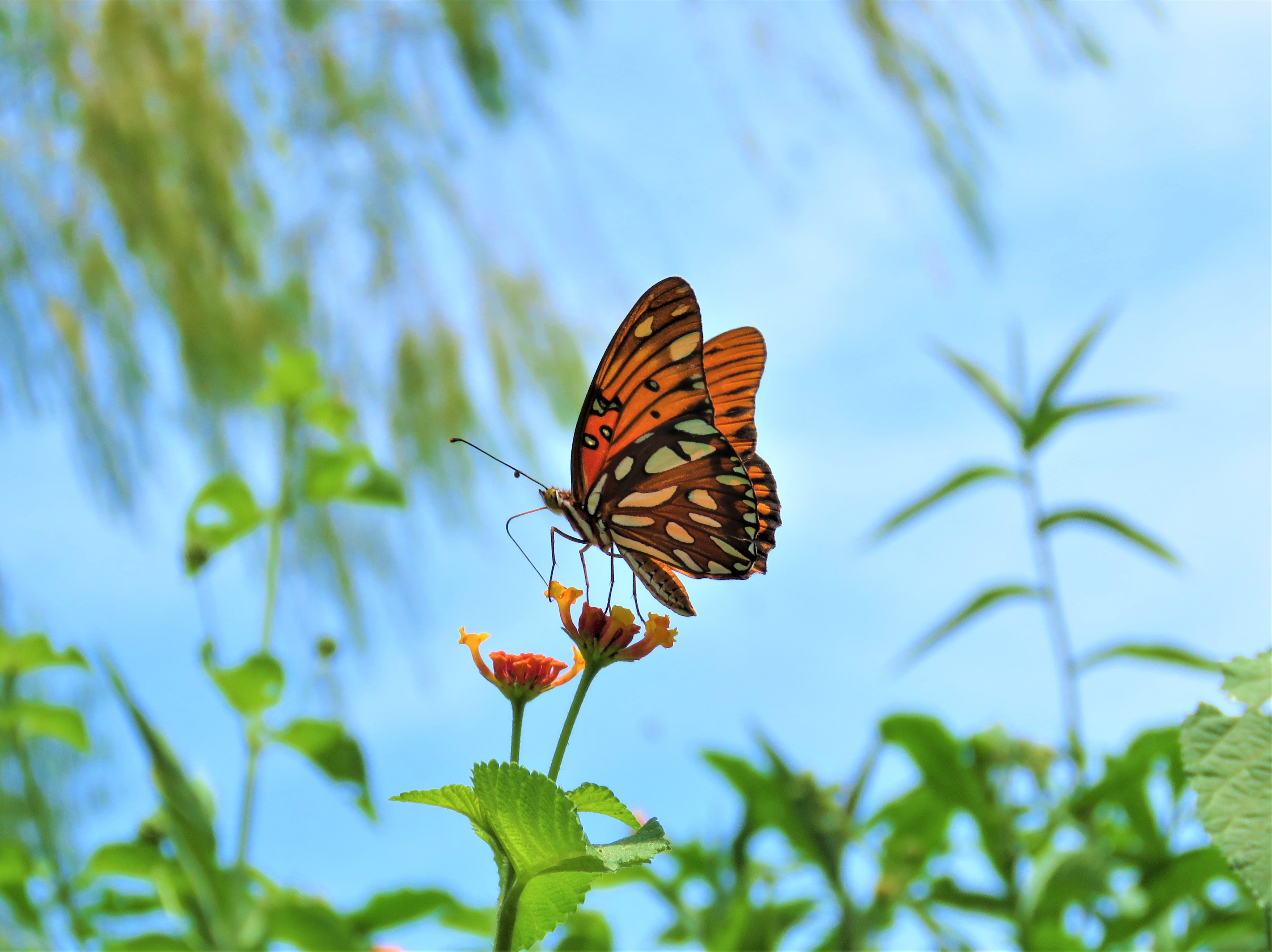 Видео бабочки летают. Бабочки. Красивые бабочки. Бабочки в природе. Бабочка на цветке.