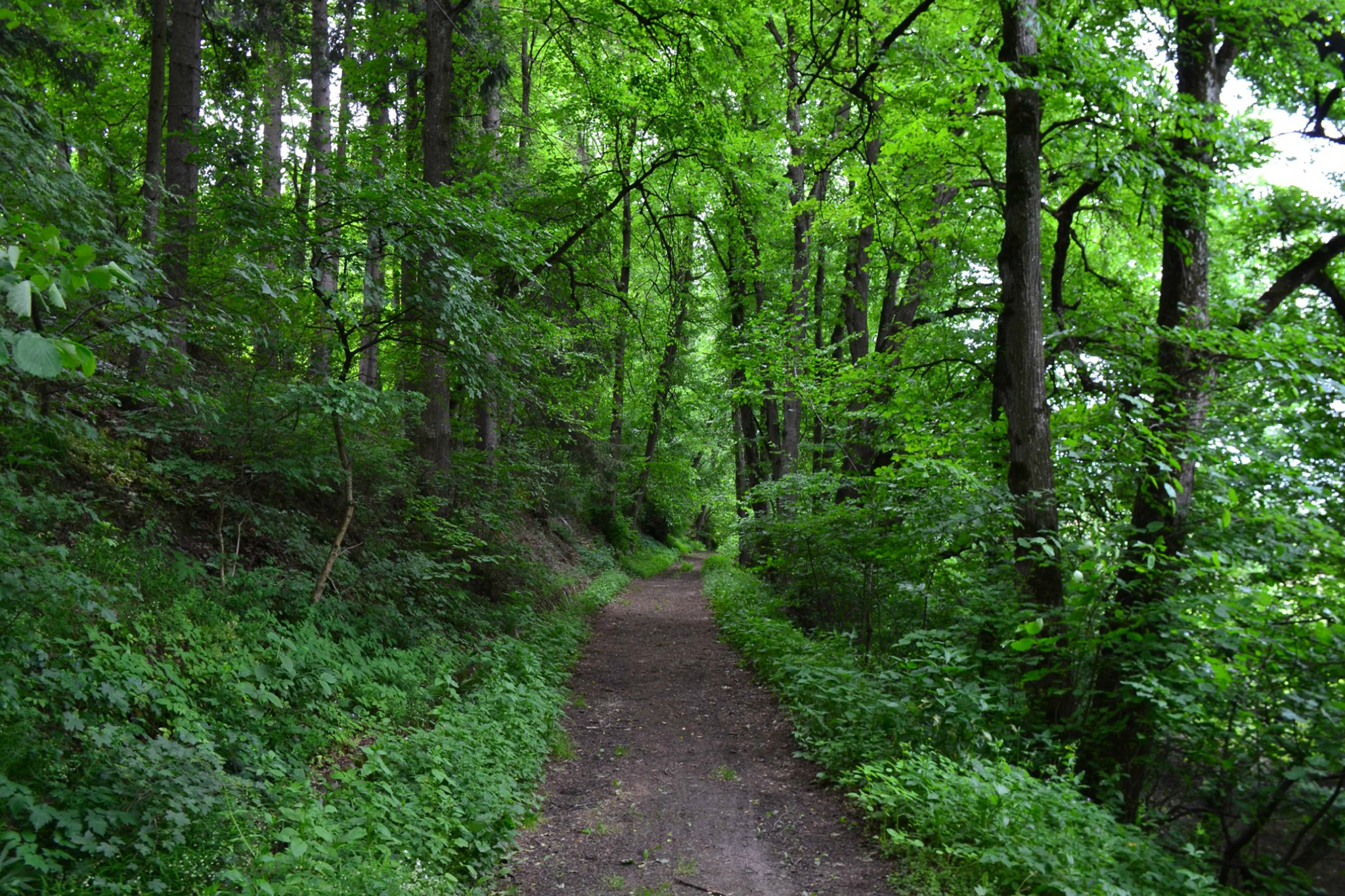 DSCN32650.jpg