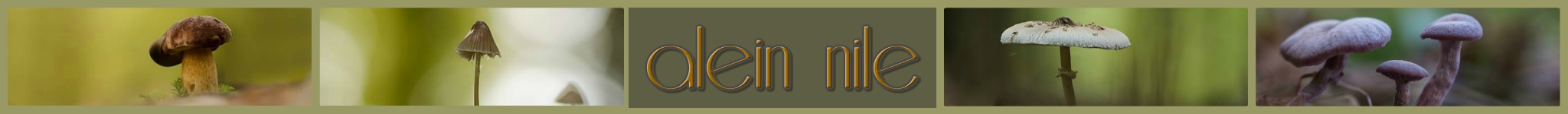 alein nile fungi.jpg