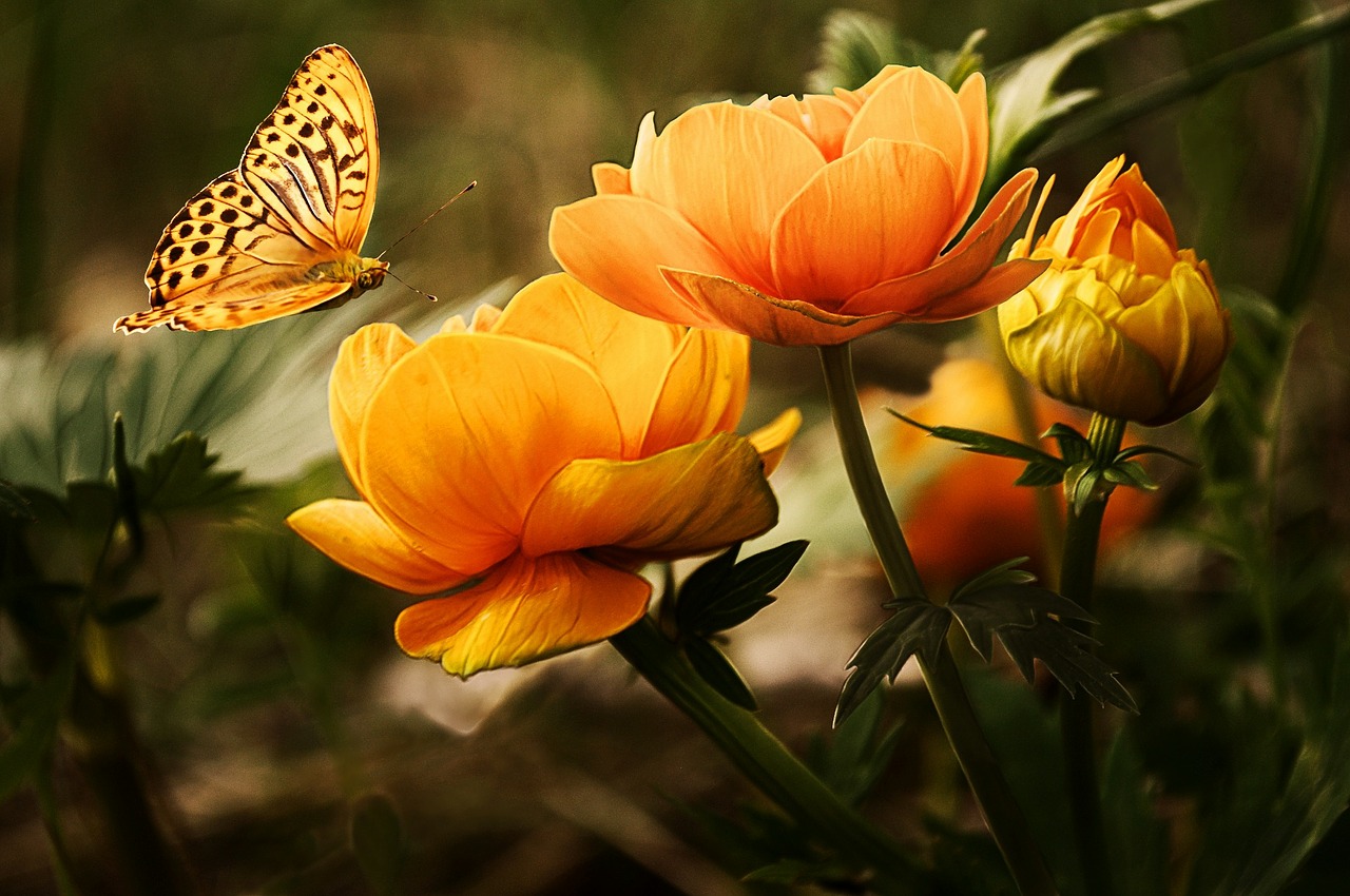 flowers19830_1280.jpg