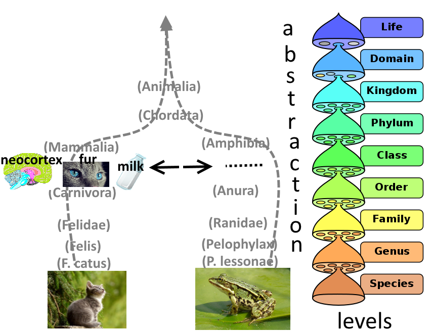 species.png