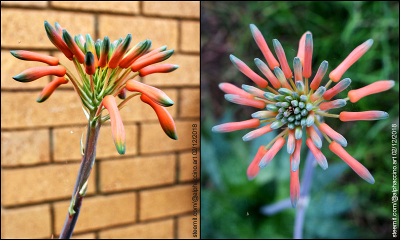 flower_seq_8.jpg