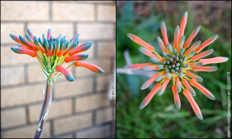 flower_seq_7.jpg