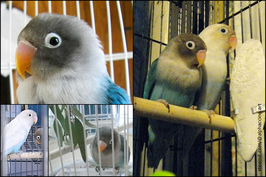 BirdMontage.jpg