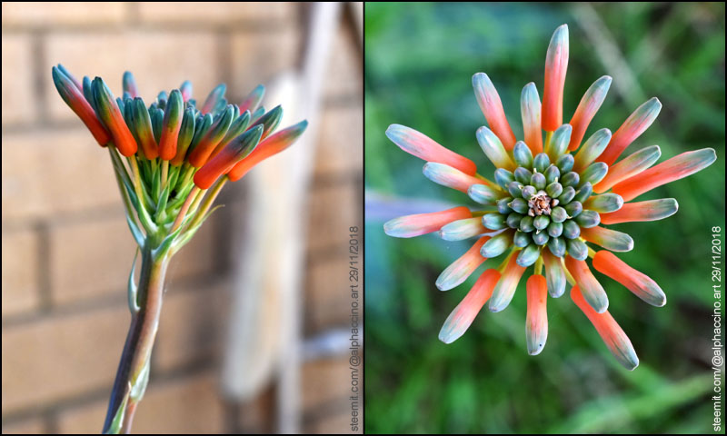 flower_seq_6.jpg