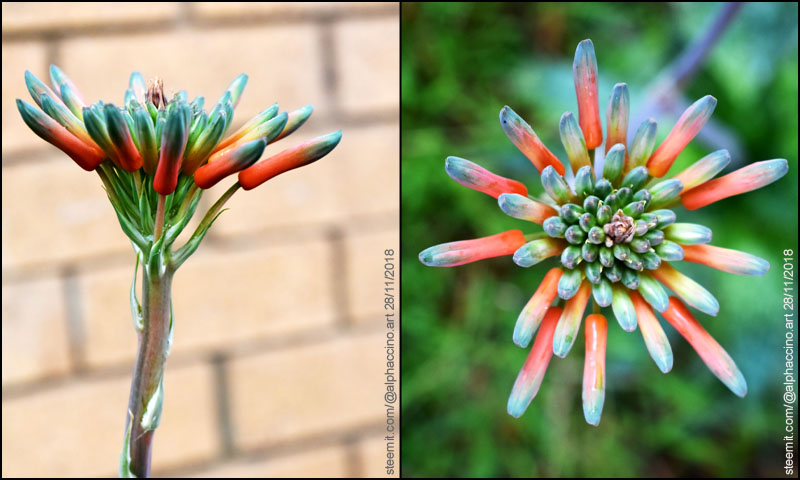 flower_seq_5.jpg