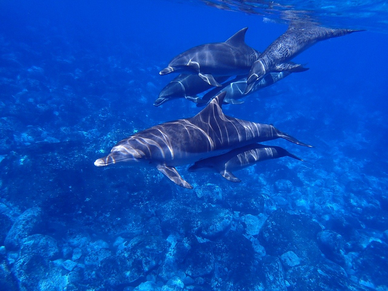 sea1677647_1280.jpg