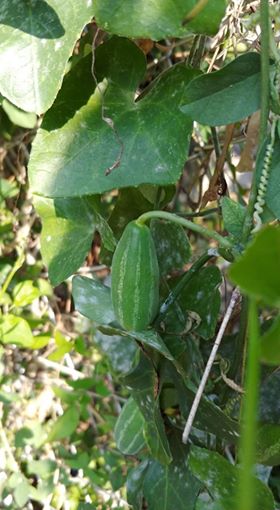 CocciniaGrandis2.jpg