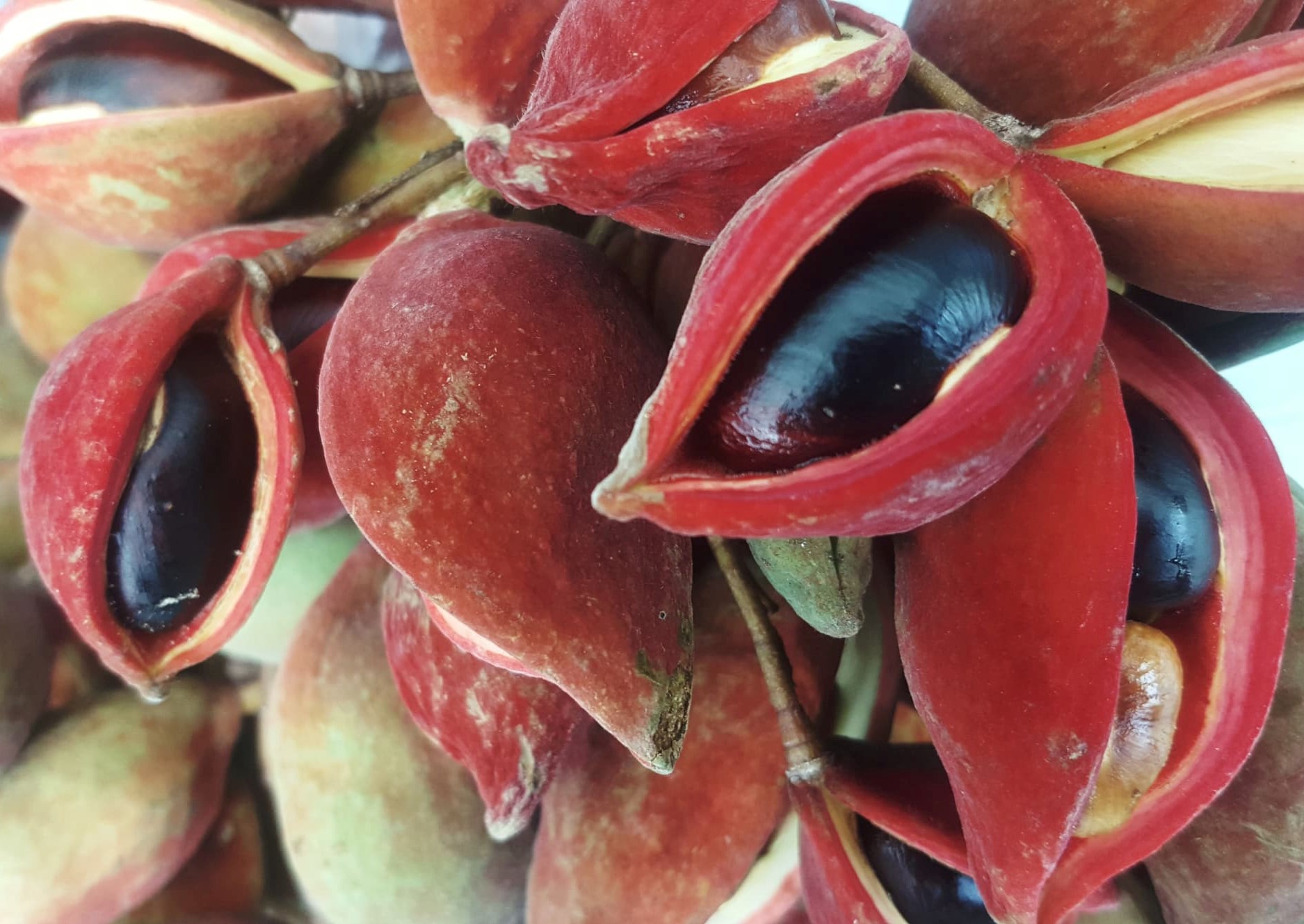Chestnut4.jpg