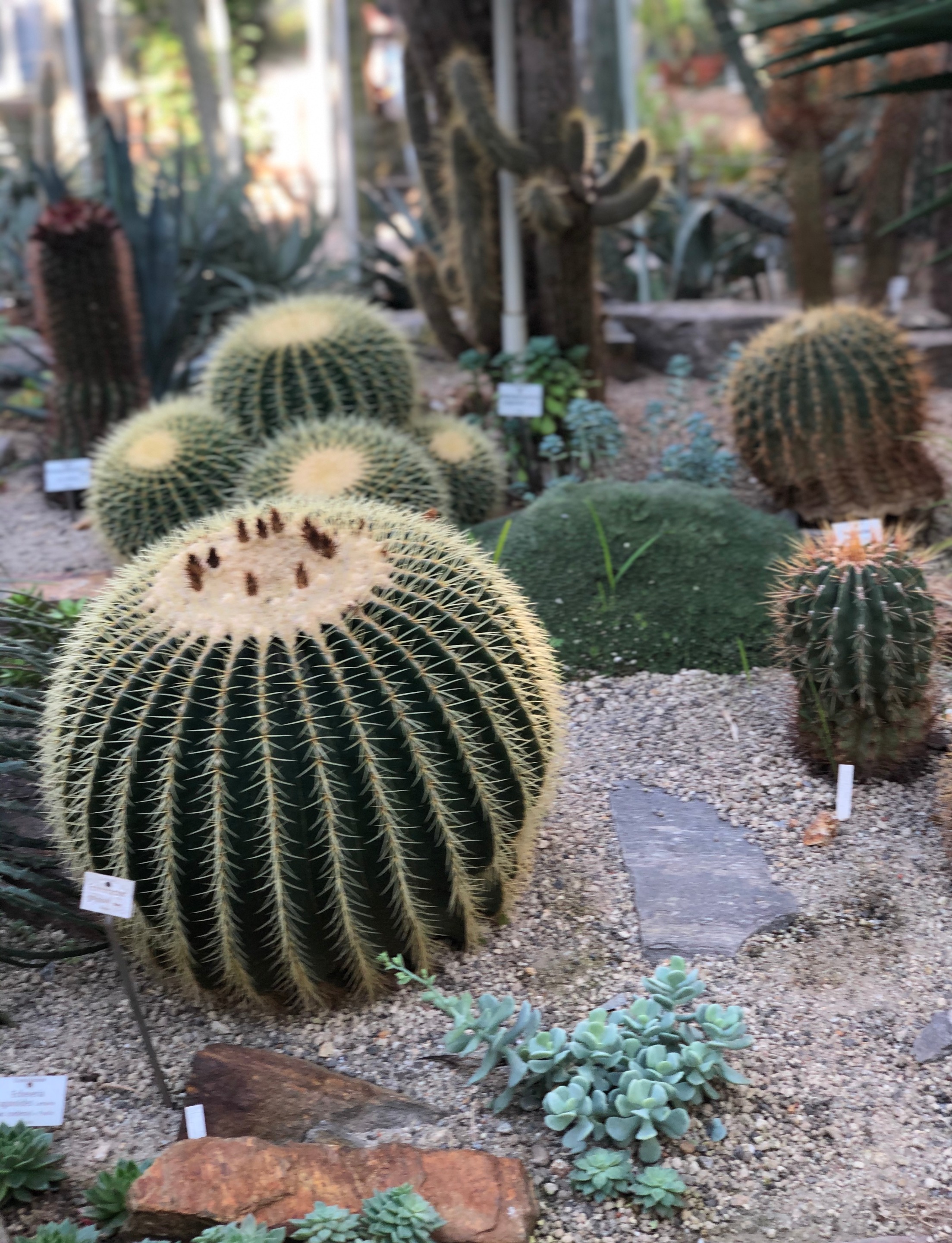 IMG_7342.jpg