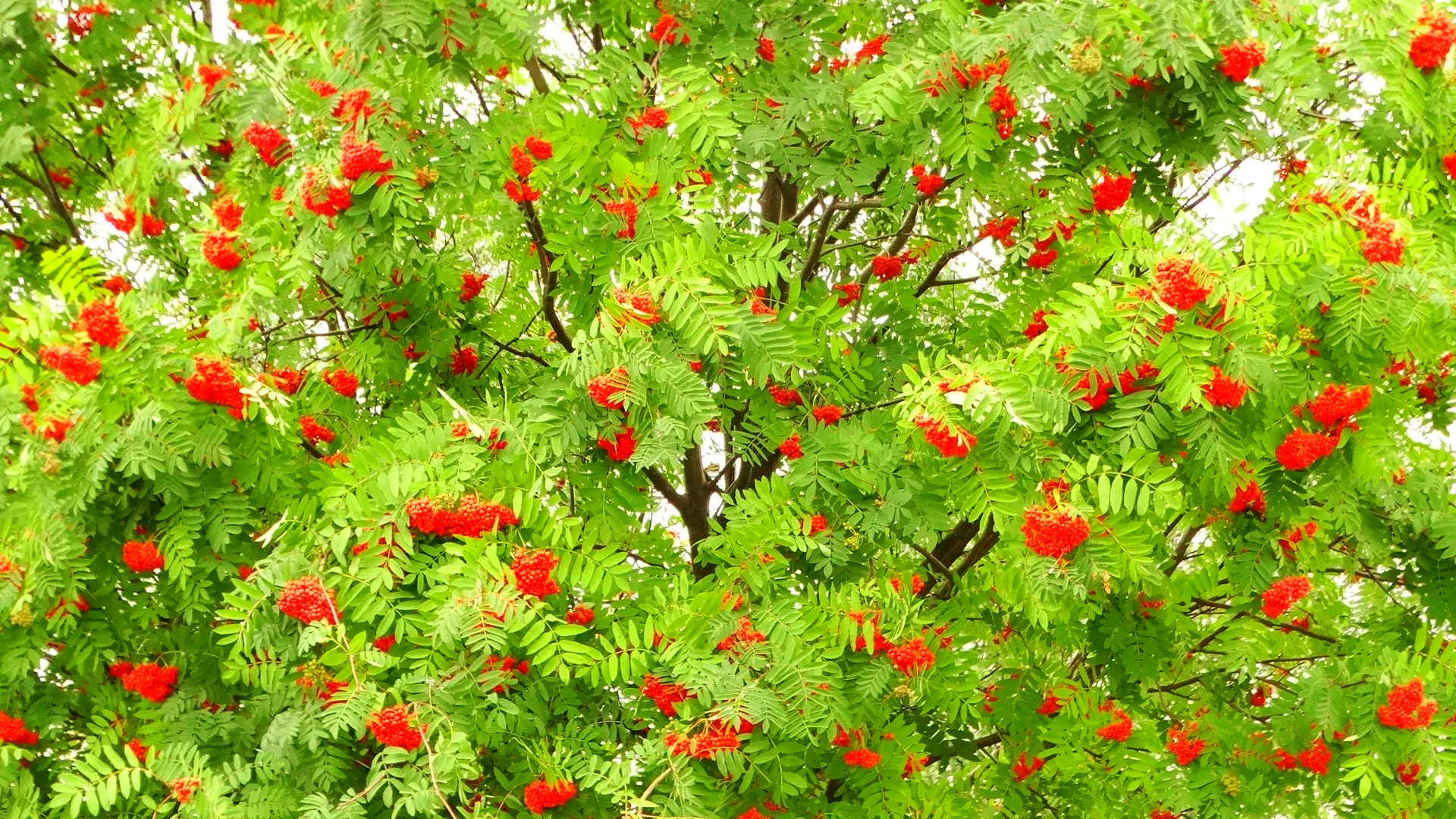 DSC04285.JPG