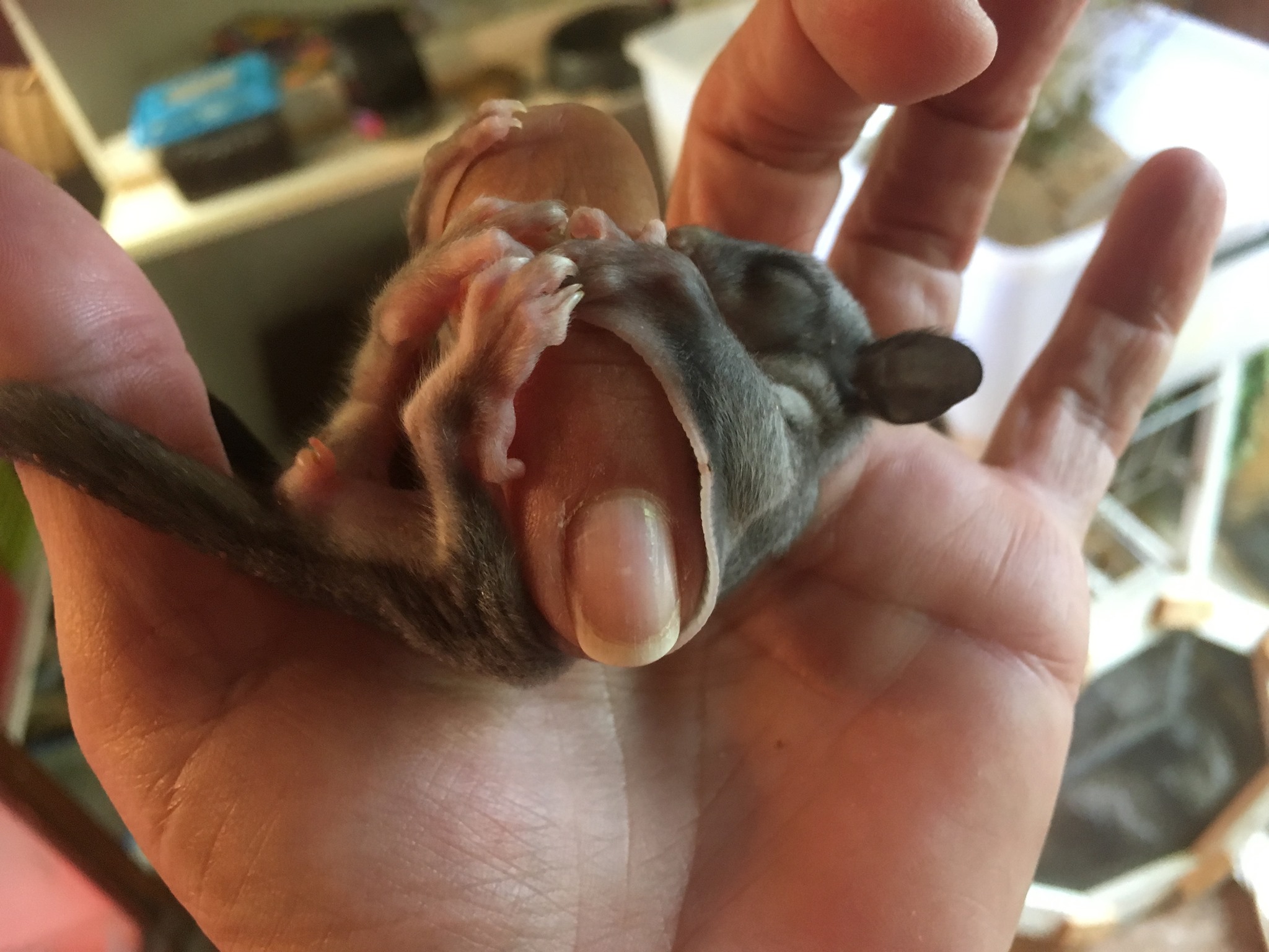 baby sugar glider.jpg