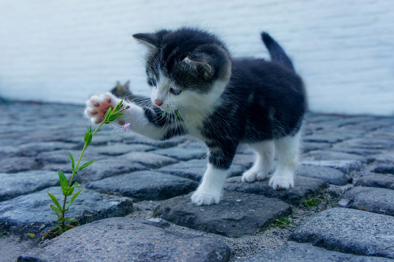 cat2536662_1280.jpg
