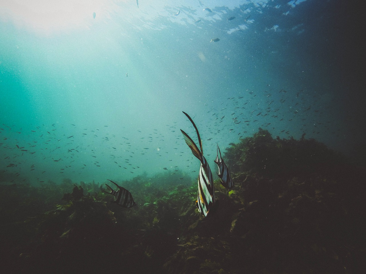 nature2616239_1280.jpg