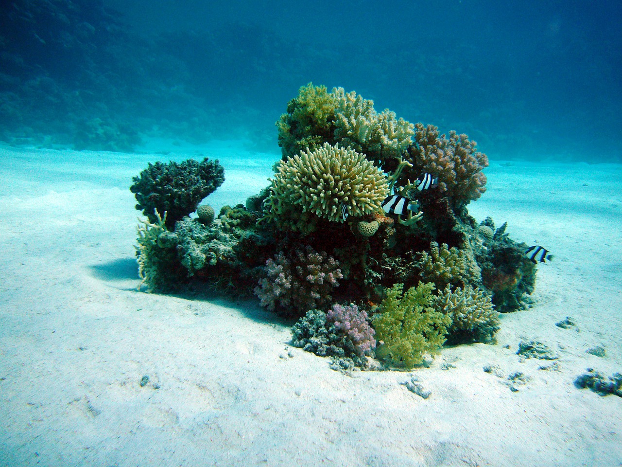 coral380039_1280.jpg