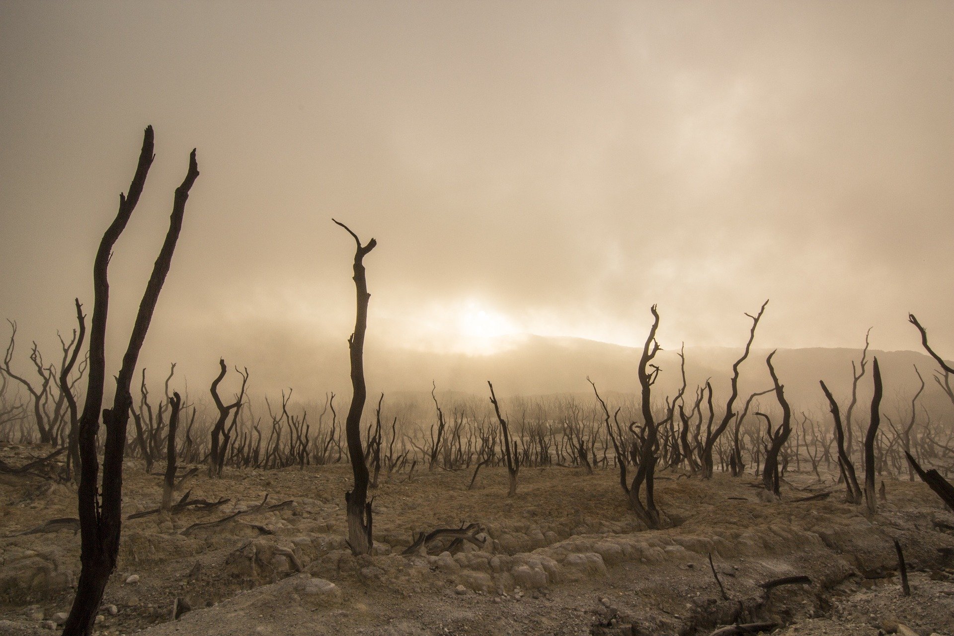 deadtrees947331_1920.jpg