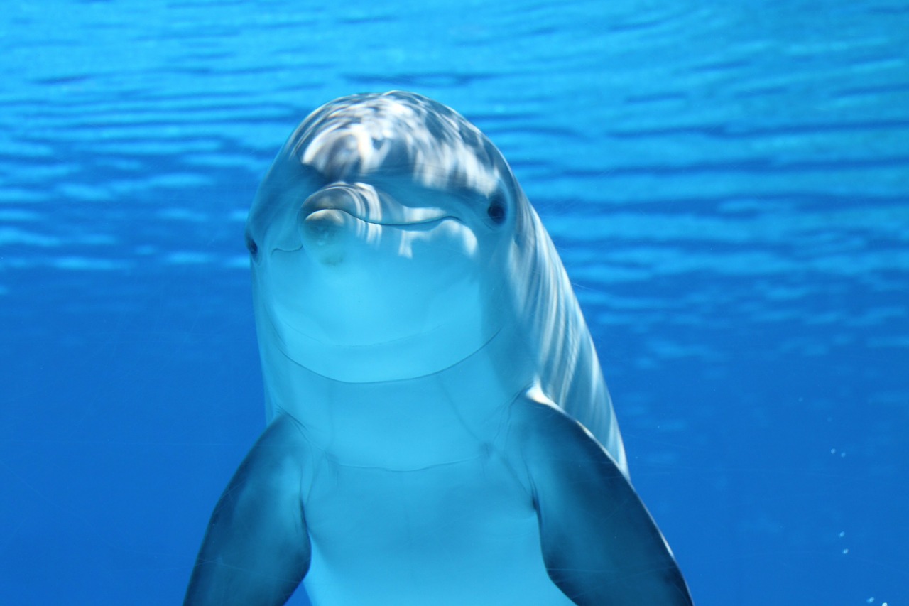 dolphin203875_1280.jpg