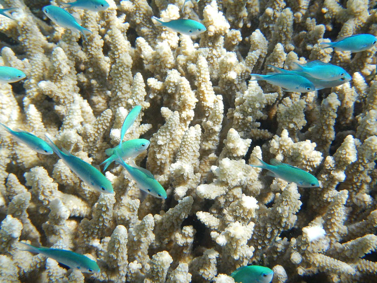 fish382487_1280.jpg