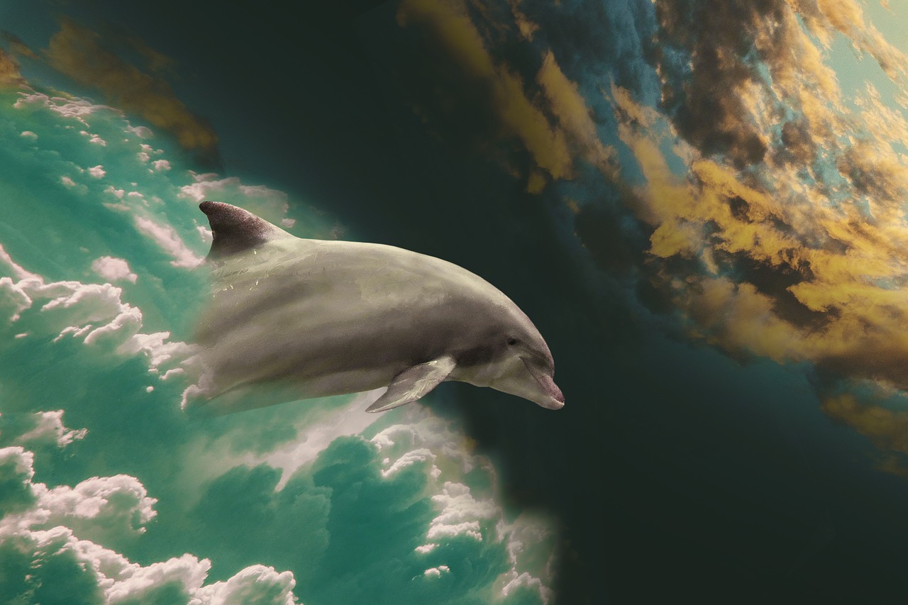 dolphin2562115_1280.jpg