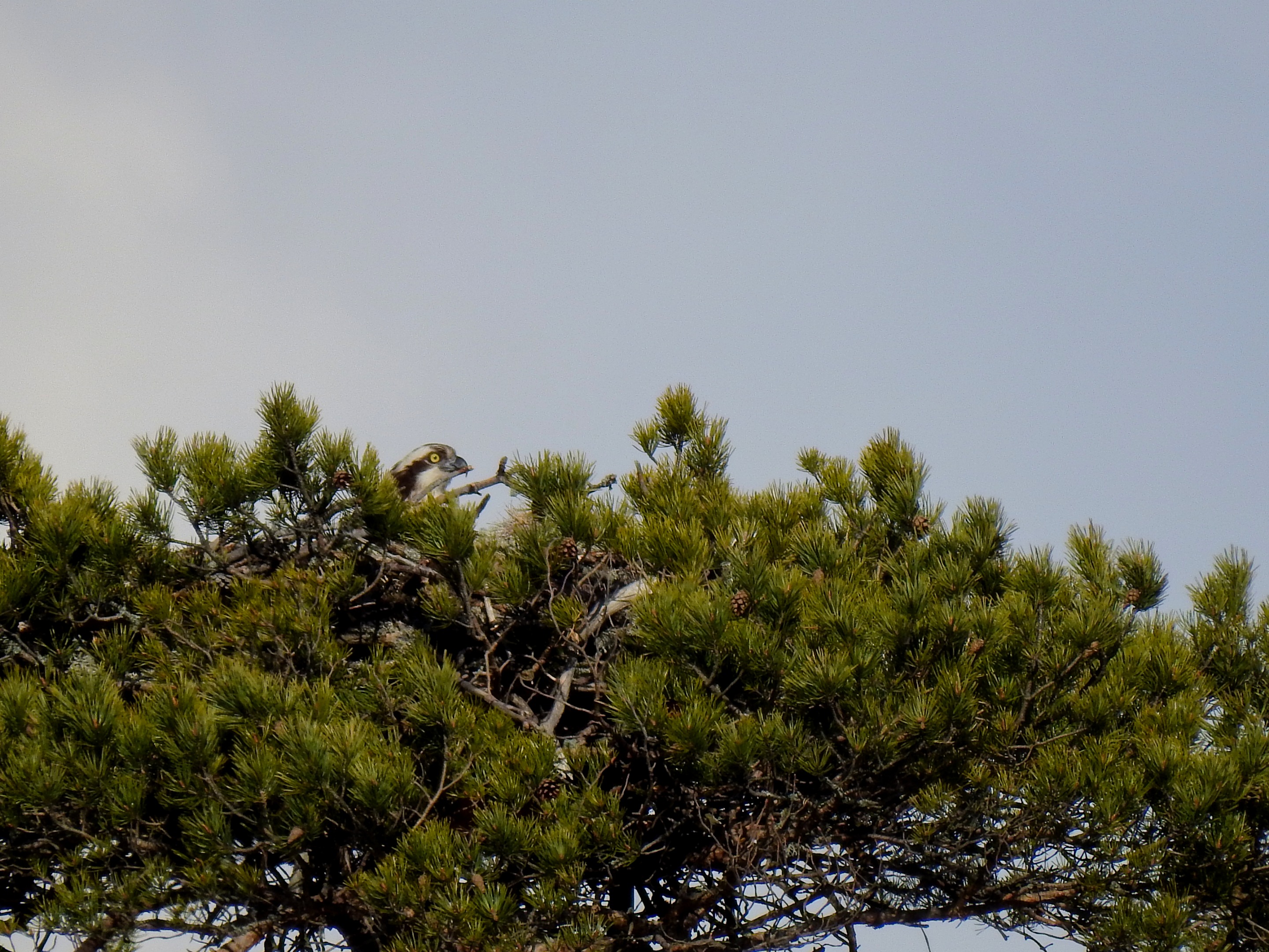 DSCN57813.jpg