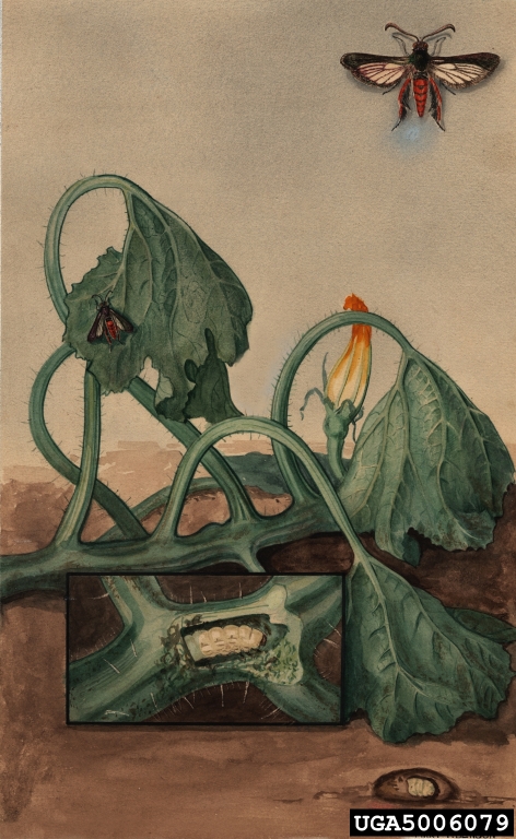 Melittia_cucurbitae.jpg