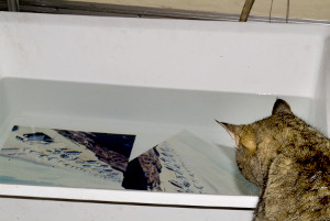 cats03.jpg