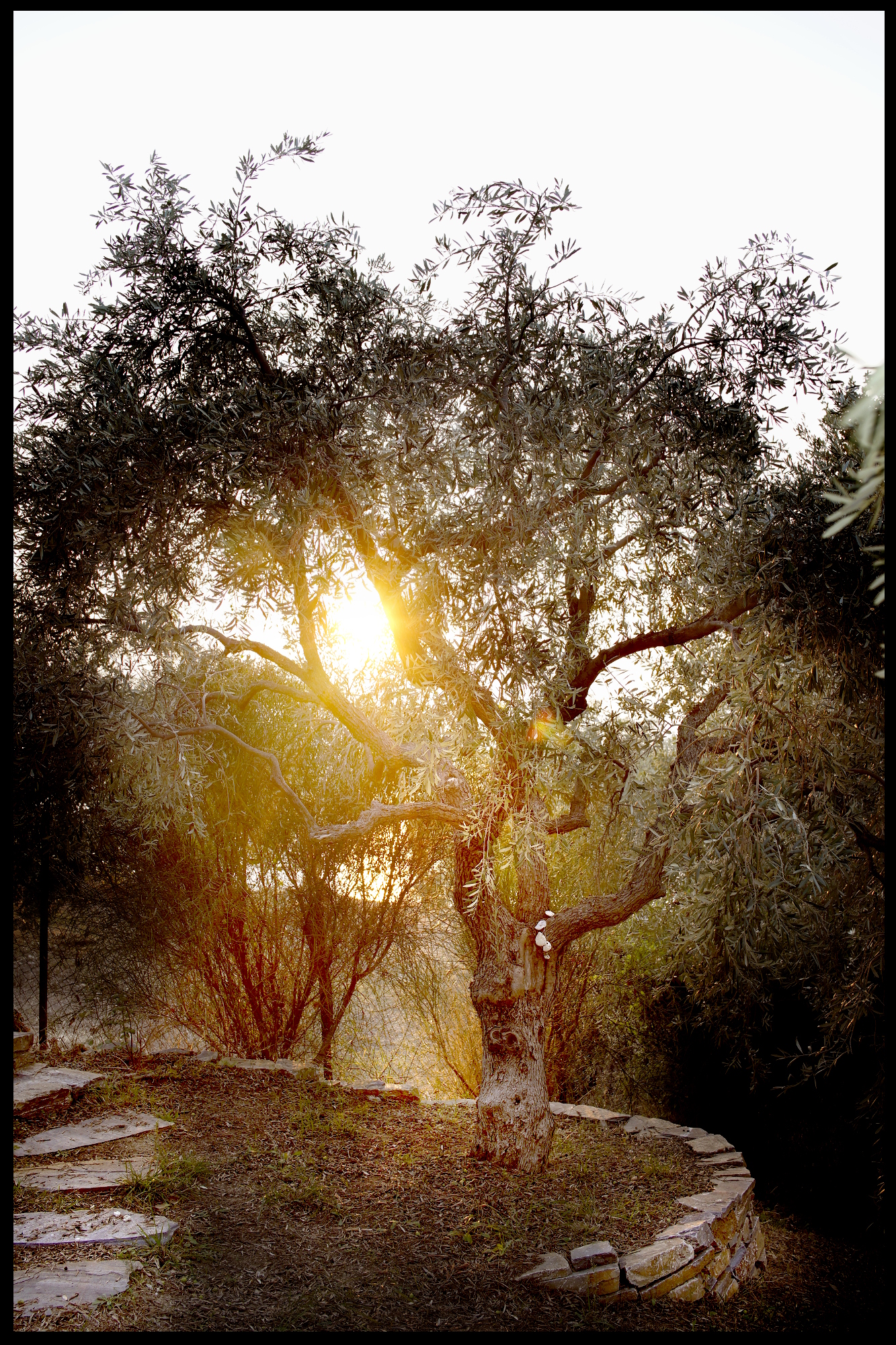 olive tree 01.JPG