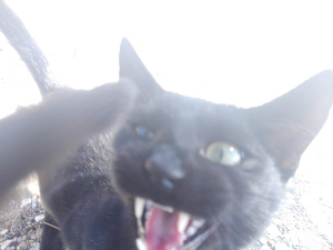 cats01.jpg