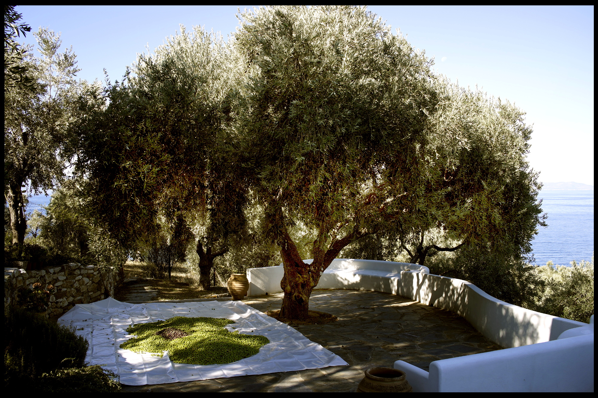 01 big_tree_olives.JPG