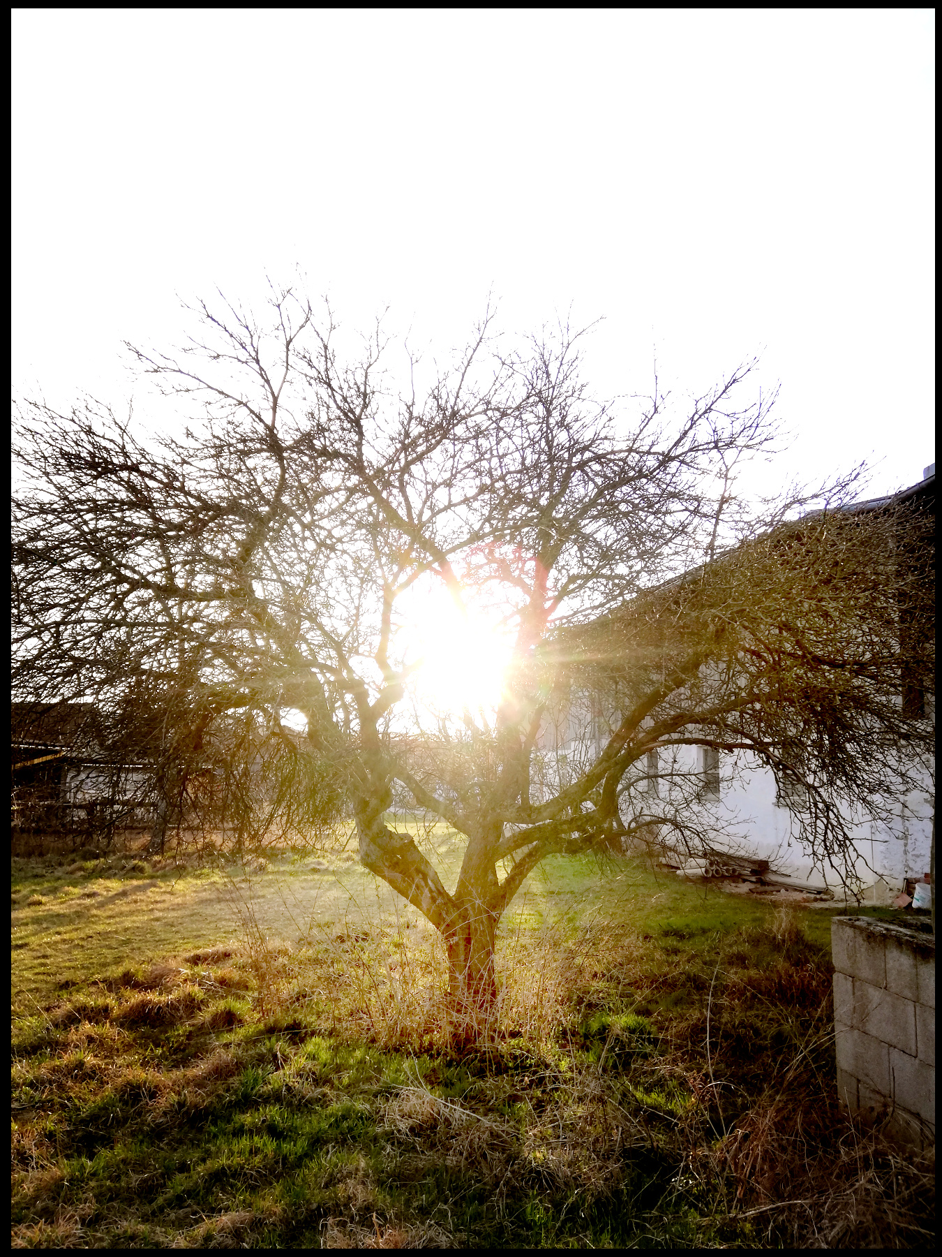 appletree.jpg
