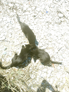 cats02.jpg