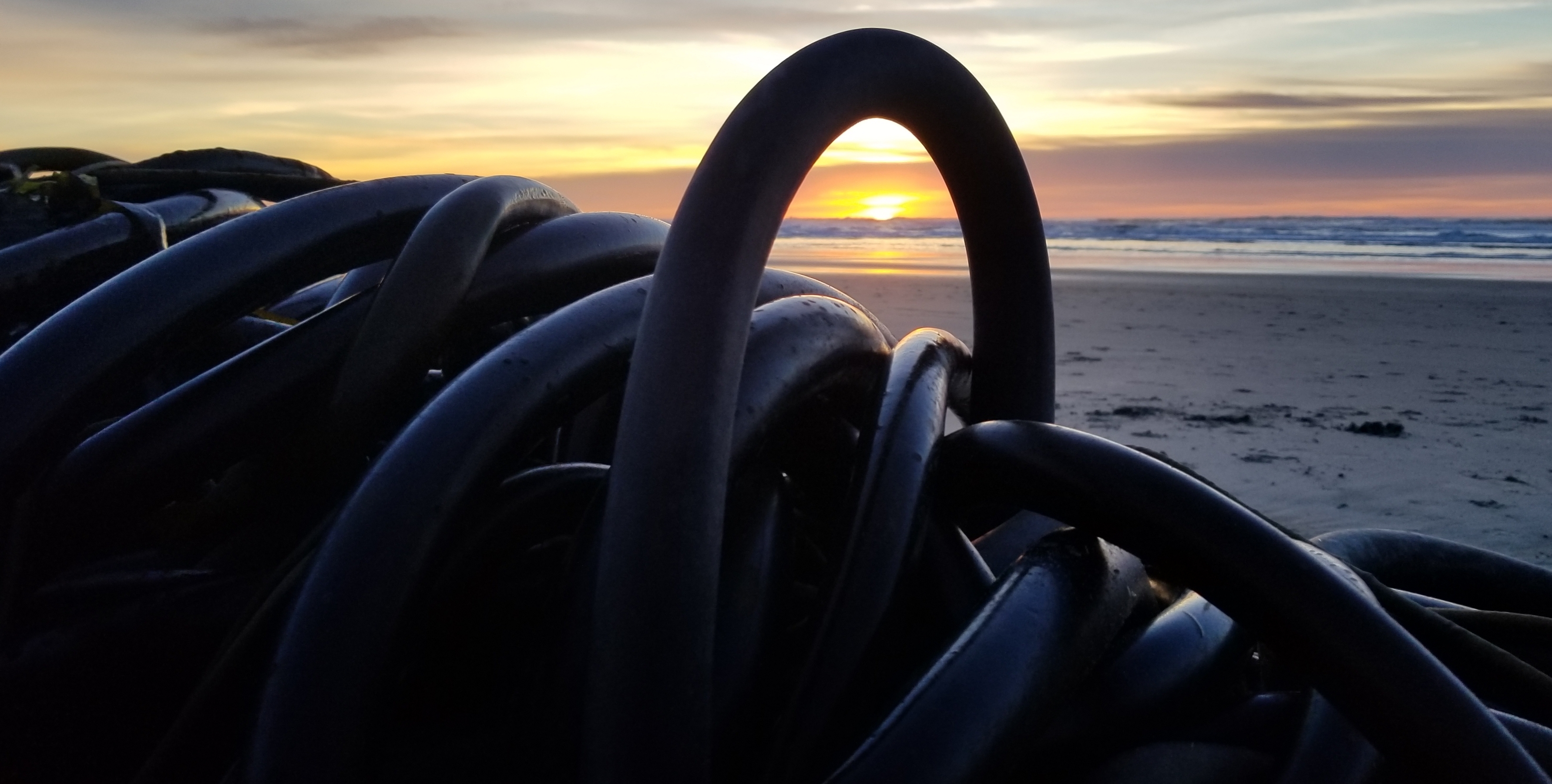 kelp sunset.jpg