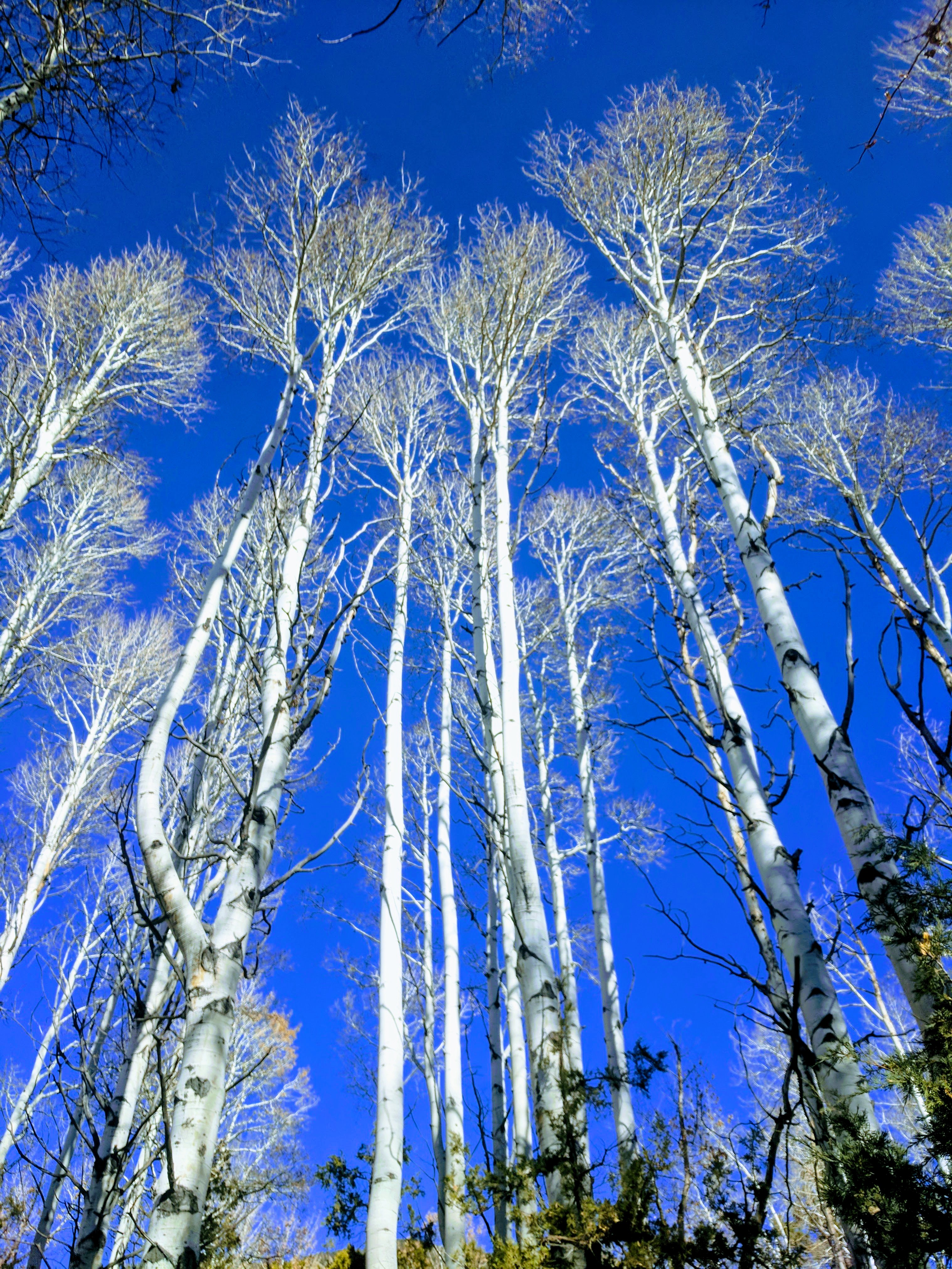 tree sky.jpg