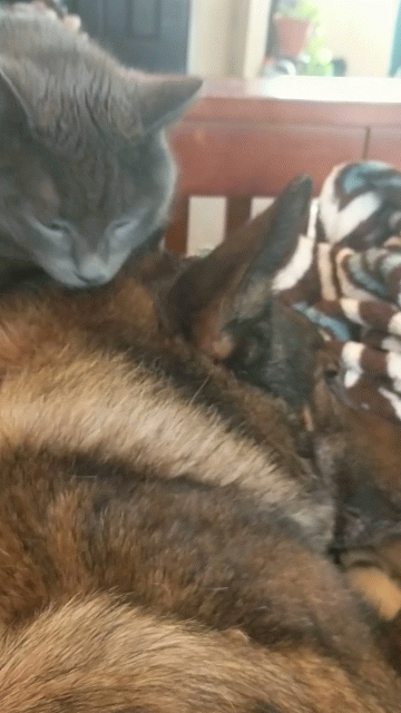 Kitty love.gif