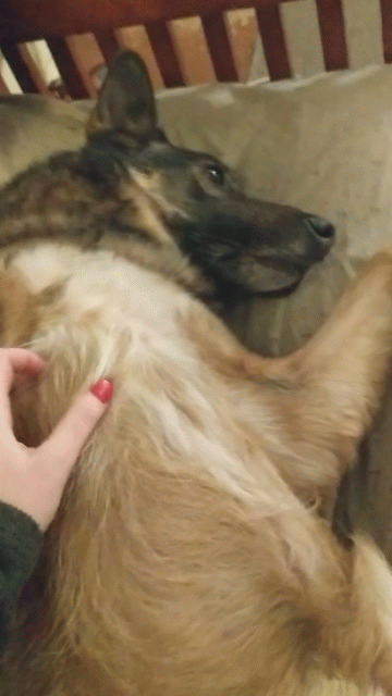 FLuffy gif.gif