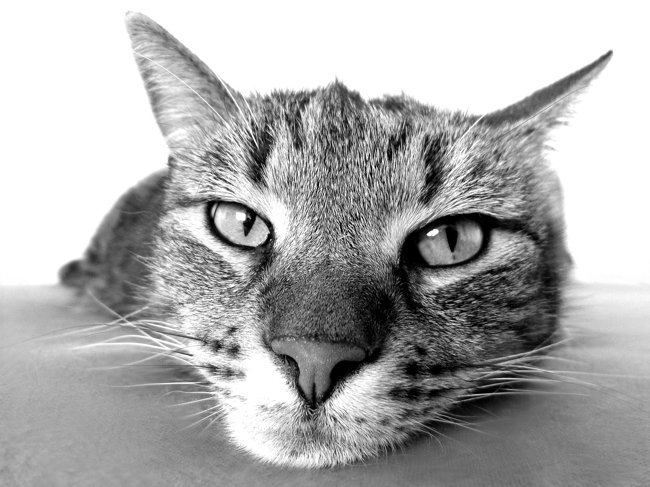 cat98359_1280.jpg