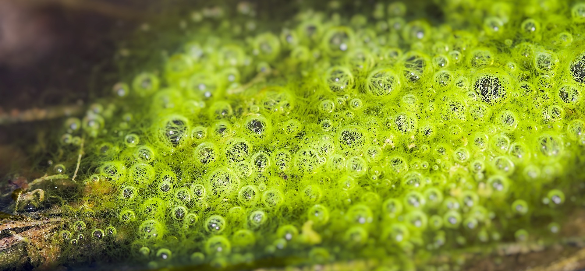 bubble1141188_1920.jpg