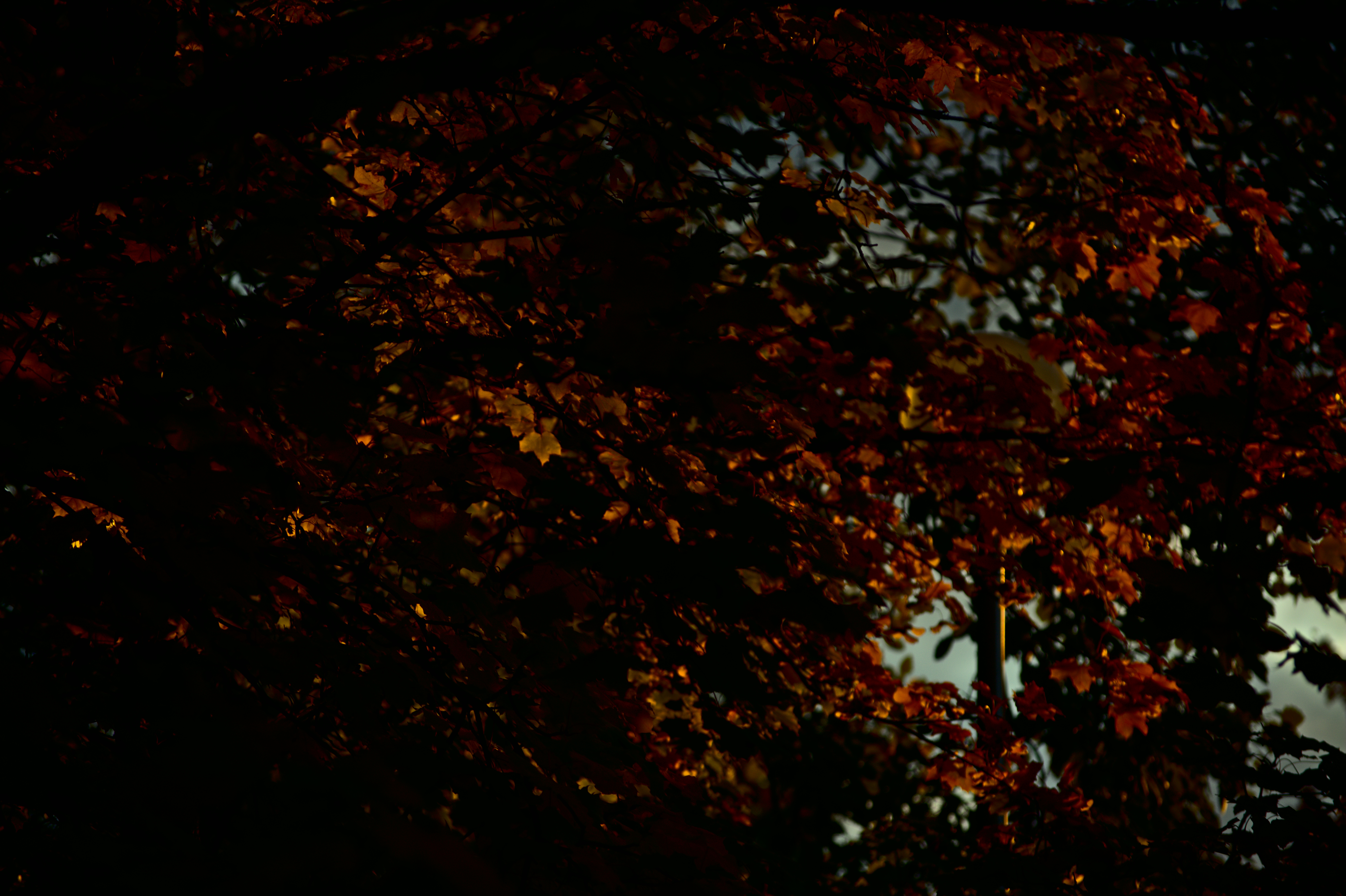 DSC_2273.jpg