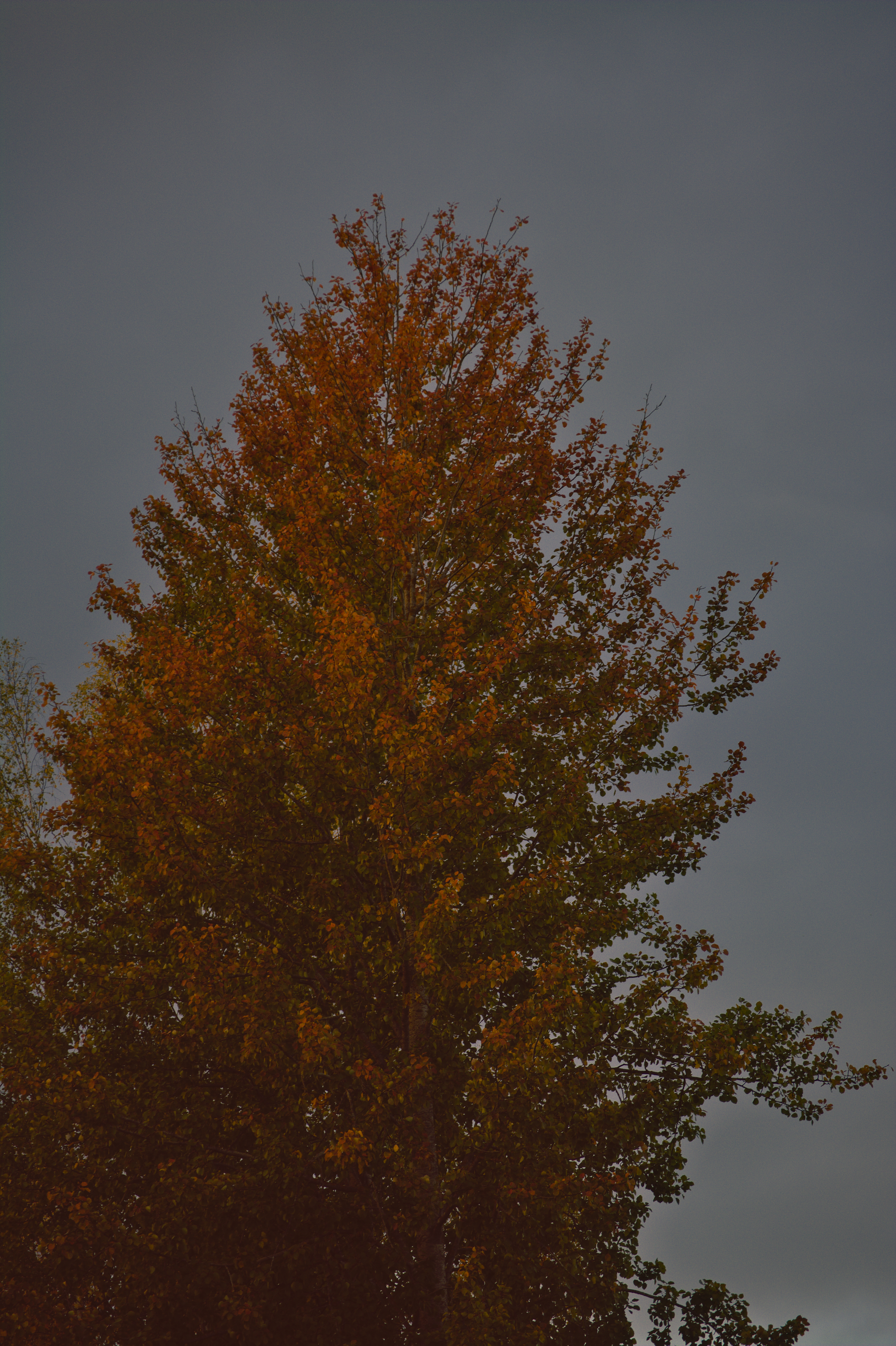 DSC_2268.jpg