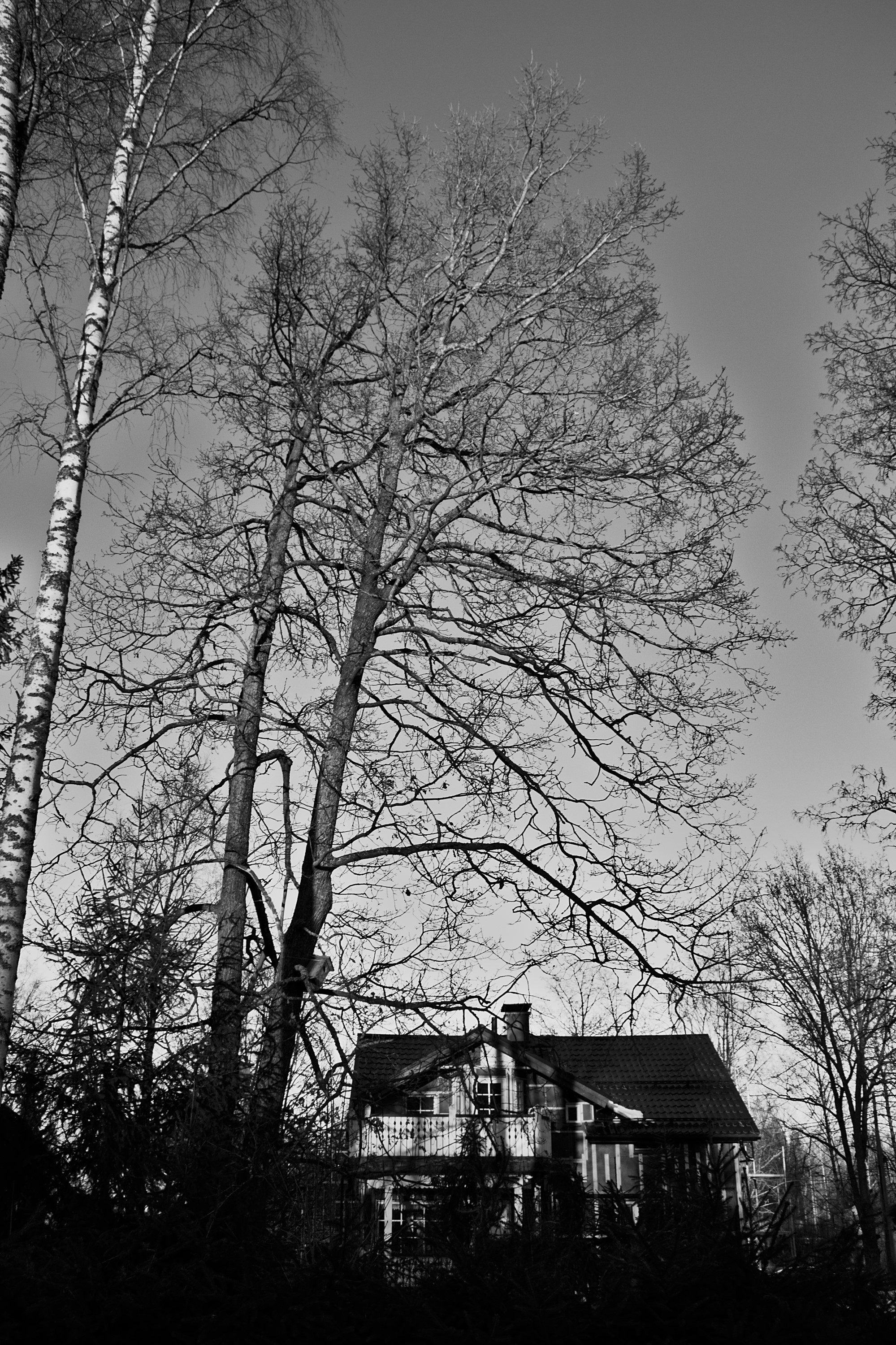 DSC_0398_02 Custom.jpg