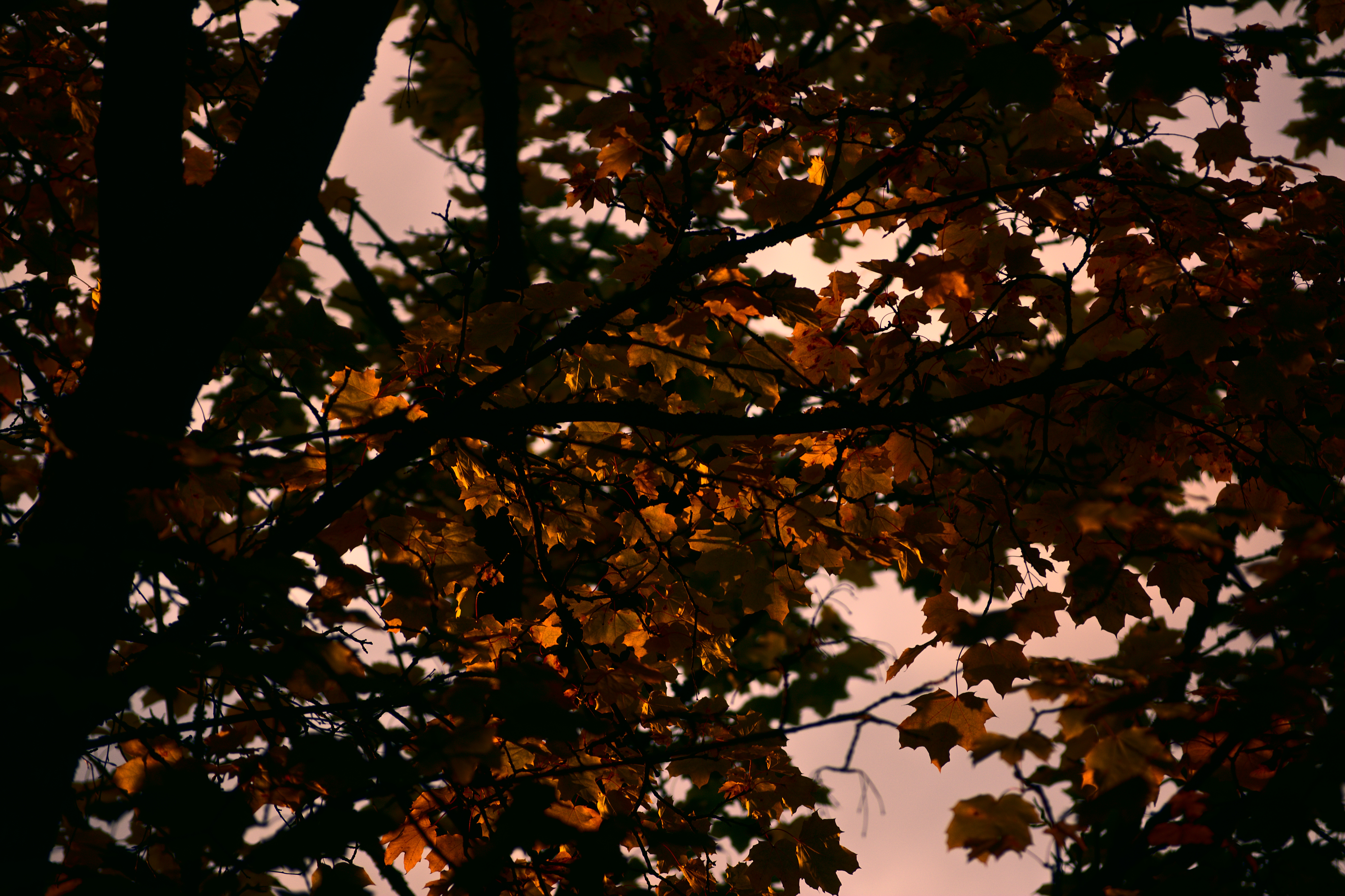 DSC_2275_01.jpg
