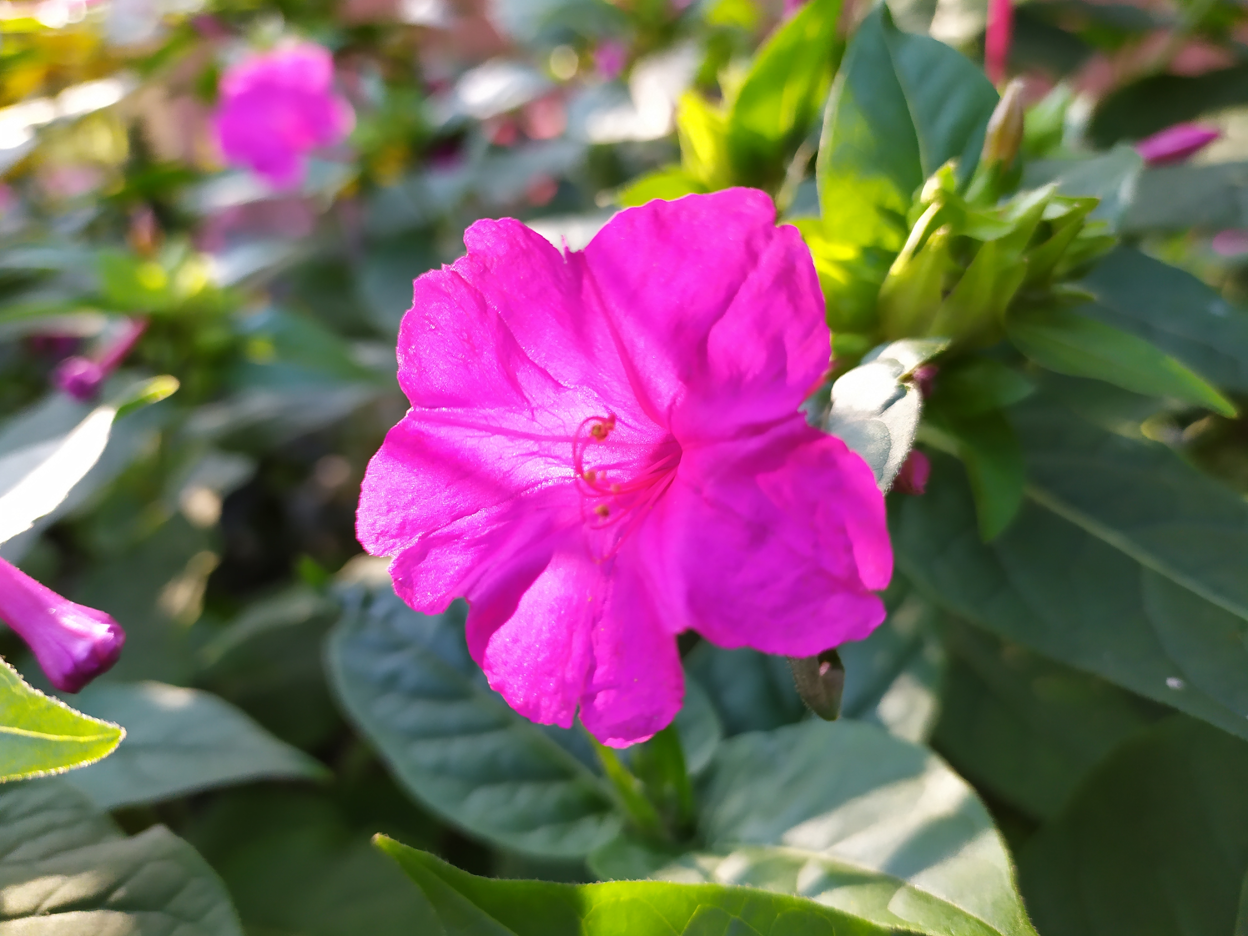 IMG_20190830_075431.jpg