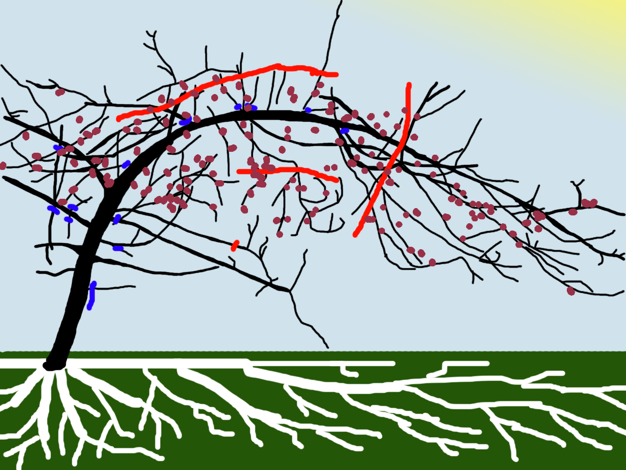 kimsappletree_thinningheading.png