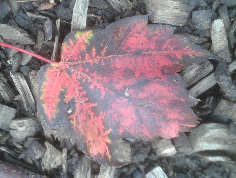 20190929_145328.jpg