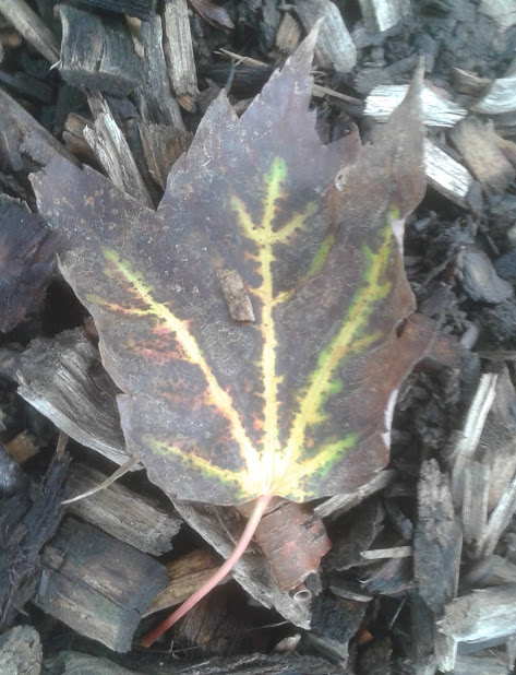 20190929_145315.jpg