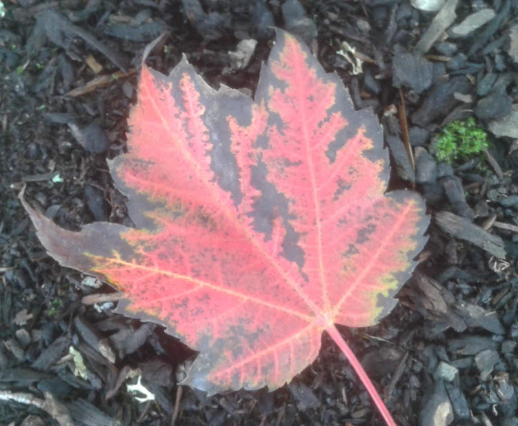 20190929_145444.jpg