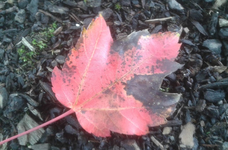 20190929_145423.jpg